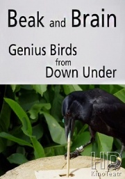 Интеллект пернатых. Умные птицы Южных островов