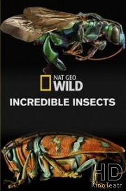National Geographic. Удивительные насекомые