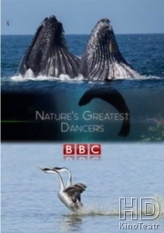 BBC. Танцы дикой природы