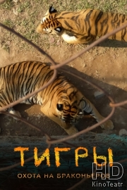 Тигры: Охота на браконьеров