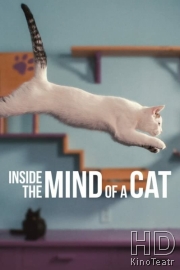 Внутри разума кошки