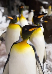 Жизнь пингвинов