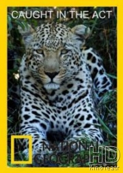 National Geographic. В объективе: Необычное поведение животных